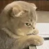banhbimbim_1