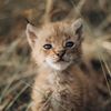 adonisbobcatpage