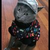 maximillion_grey