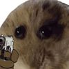 bigger_rat