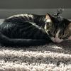 love_my_cat_gizmo