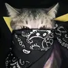 sunmeowlow1