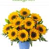 girasol2180