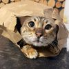 bengal_duochiching
