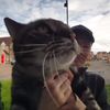 cat__atdoor