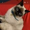 tairnawras7