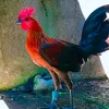 raizenpajant