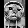 dumbas66