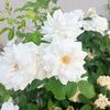 israrahmed7238