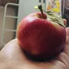 giavangbmt
