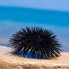 _seaurchin_
