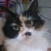 kucing_tompel11