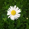 _olexandra_l