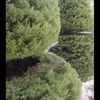 salmaalshami429
