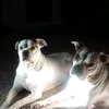 iris.bulldogmum1