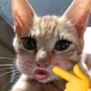 cleuanh0_0