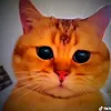 user4232612981402