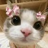 farah.mnsor