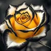 raphaelherve35