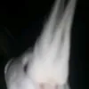 gabrielly_oli13