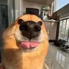 yjjkntd