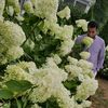 drodhydrangeas