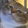 phatcat1010