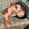 tabithakuhn