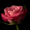 rosa02751