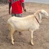sainabou321_