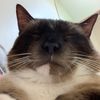 alcat0309