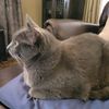 fritzcat743