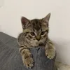 sxmuel.claw