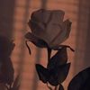 shahad333_3