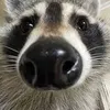 booraccoon