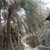 abonaif618