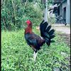 ayam_kampung_21