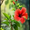 roj_awe