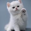 juls_kitty