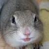 nowayrealcherry