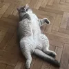 mycrazy4catss