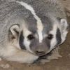 happybadgermom