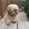 winnipegbailey