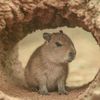 capybara3628