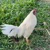 khanhanfarmer