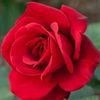 _roseshaff