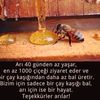 fehlebaba004