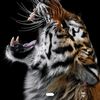el_fenix33