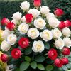 mohamed85480