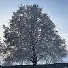 markoschneider390